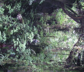 OLYMPUS DIGITAL CAMERA