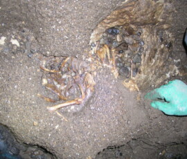 OLYMPUS DIGITAL CAMERA