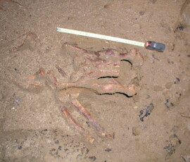 OLYMPUS DIGITAL CAMERA